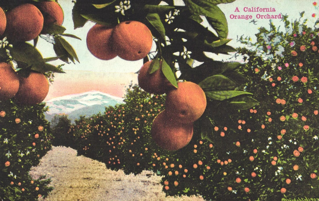 Postcard showing a lush California orange orchard with ripe fruit, blossoms, and snowy mountains. (1 of 2)