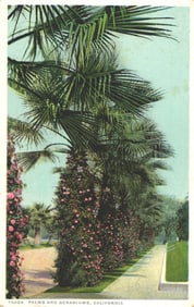 Phostint postcard showing a lovely walkway lined with palm trees and blooming pink geraniums,