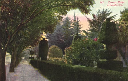 Edward H. Mitchell postcard of a scenic Cypress Hedge with topiaries somewhere in California, c1905