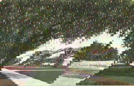 Postcard of a typical street scene under a large Pepper Tree, spacious grounds, Los Angeles,