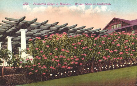 Postcard showing a vibrant Poinsettia Hedge in Blossom. A beautiful winter scene in California