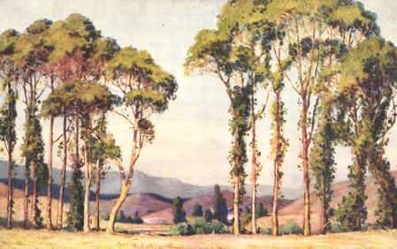 Postcard of Anna Hills' painting of Eucalyptus trees on El Camino Real, Monterey, California view.