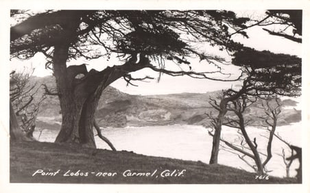 RPPC Real Photo Postcard of windswept Cypress trees overlooking the coast at Point Lobos,