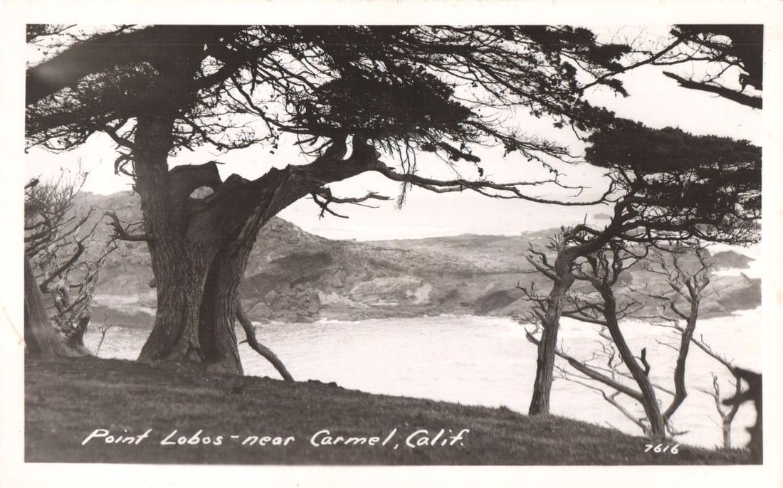 RPPC Real Photo Postcard of windswept Cypress trees overlooking the coast at Point Lobos, (1 of 2)