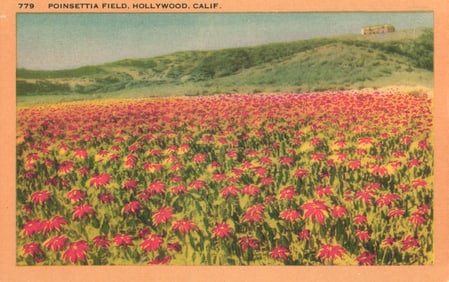 Postcard showing a vast Poinsettia field in bloom in Hollywood, California, a popular Christmas