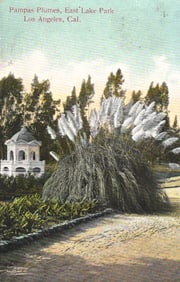 Postcard showing beautiful Pampas Plumes & gazebo at East Lake Park, Los Angeles, California c.