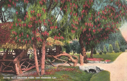 Postcard showing the rustic Picnic Hut and flowering trees in Griffith Park, Los Angeles, California
