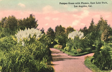 Postcard of Pampas Grass with Plumes on a garden path in East Lake Park, Los Angeles, California c.