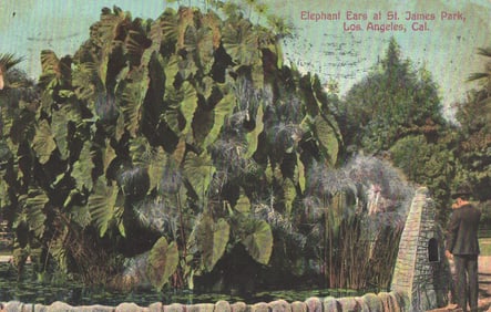 Postcard of lush Elephant Ear plants at St. James Park, a man observes, Los Angeles, California