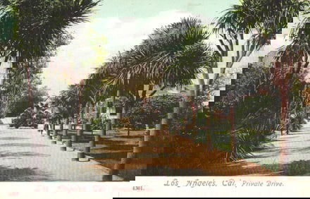 Postcard view of a sun-dappled private drive lined with palm trees and foliage, Los Angeles,