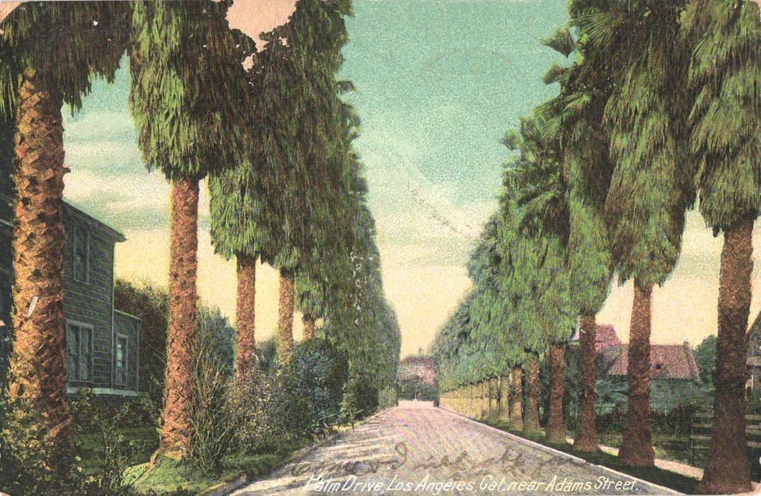 Postcard showing palm-lined Palm Drive near Adams Street, Los Angeles, California, postmarked 1907: You are bidding on an original postcard and not a reprint. Please view photos for further description and condition considerations. Please know the scans may be darker or lighter than the actual item'