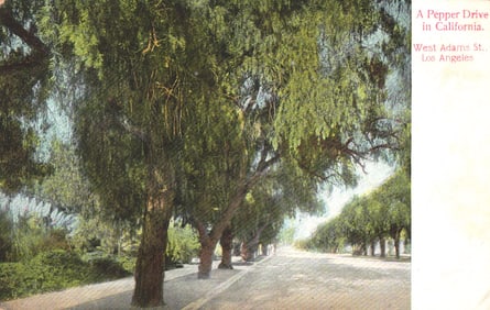 Postcard showing the scenic Pepper Tree lined drive along West Adams Street in Los Angeles,