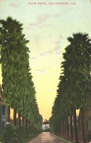 Postcard showing the iconic shaggy palm trees lining Palm Drive in Los Angeles, California c. 1910s