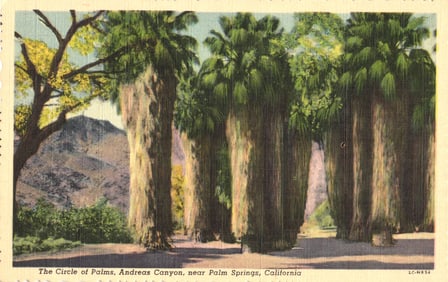 Linen Postcard showing The Circle of Palms in Andreas Canyon, near Palm Springs, California 1940s