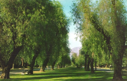 Postcard view of Euclid Avenue's famous seven-mile double row of Pepper Trees, Ontario, California