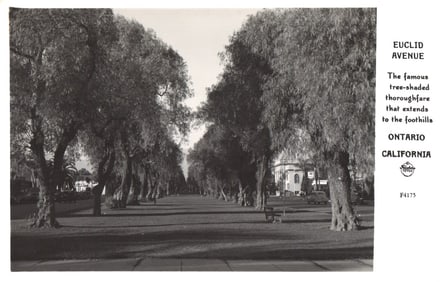 Postcard of Euclid Avenue, the famous tree-shaded thoroughfare in Ontario, California circa 1940s.