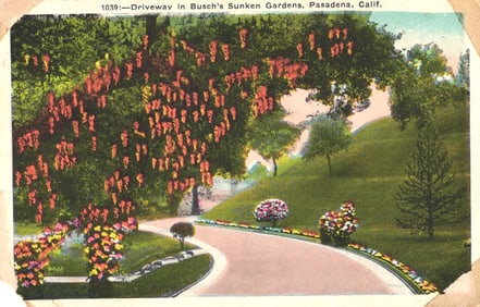 Postcard of the flowering tree-lined Driveway in Busch's Sunken Gardens, Pasadena, California