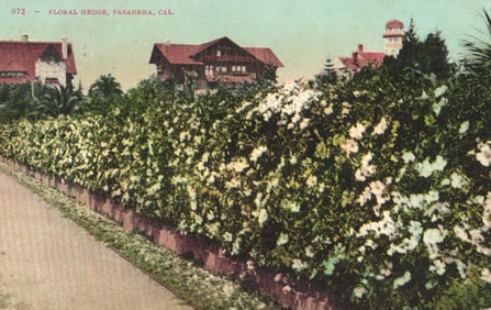 Postcard view of the famous Floral Hedge with large homes in the background, Pasadena, California