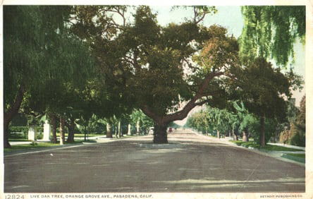 Postcard view of the famous Live Oak Tree on Orange Grove Avenue in sunny Pasadena, California