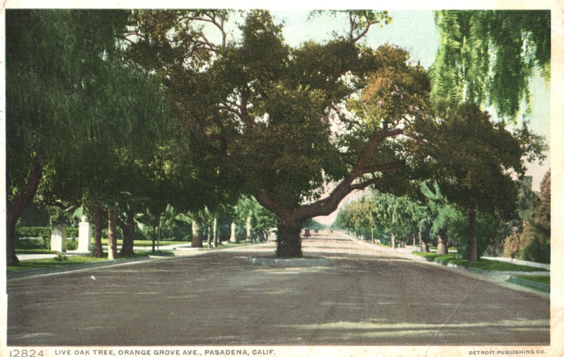 Postcard view of the famous Live Oak Tree on Orange Grove Avenue in sunny Pasadena, California (1 of 2)