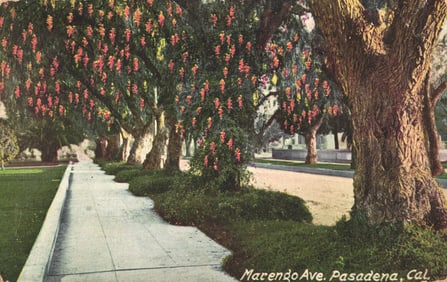 Postcard view of the beautiful flowering trees lining Marengo Avenue in Pasadena, California c.