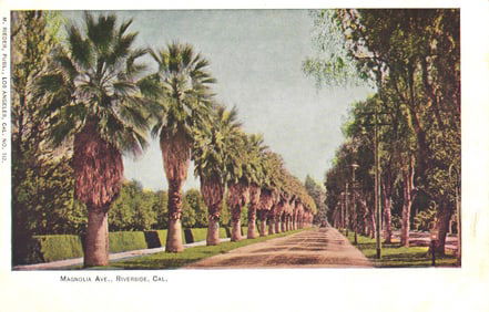 Postcard showing the beautiful palm tree-lined Magnolia Avenue in Riverside, California circa 1905.