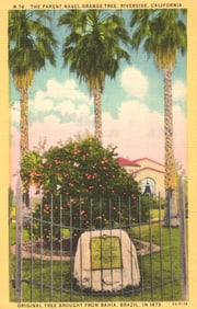 Linen postcard showing The Parent Navel Orange Tree historic landmark in Riverside, California 1930s