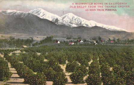 Postcard showing Old Baldy and orange groves in a midwinter scene from Pomona, California c. 1911