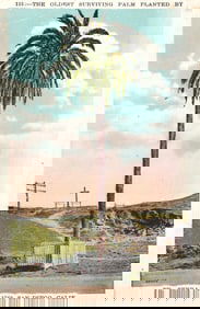 Postcard of the San Diego Mission Palm, the oldest surviving palm planted by Fr. Serra in 1769,