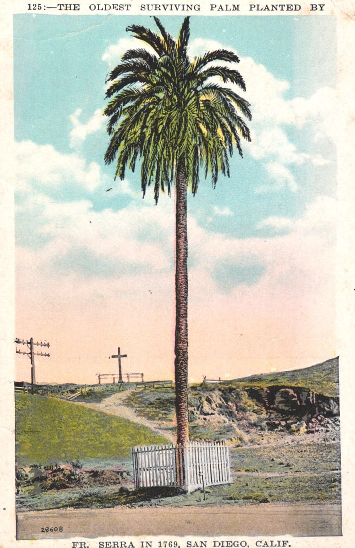 Postcard of the San Diego Mission Palm, the oldest surviving palm planted by Fr. Serra in 1769,: You are bidding on an original postcard and not a reprint. Please view photos for further description and condition considerations. Please know the scans may be darker or lighter than the actual item'