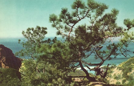 Union Oil Co. promotional postcard of a rare Torrey Pine tree near San Diego, California, c. 1950s