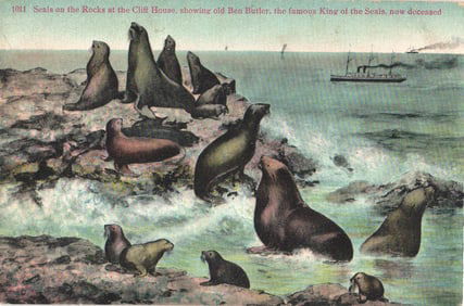 Postcard of Seals on Rocks at the Cliff House, San Francisco, California, with Ben Butler c.1910
