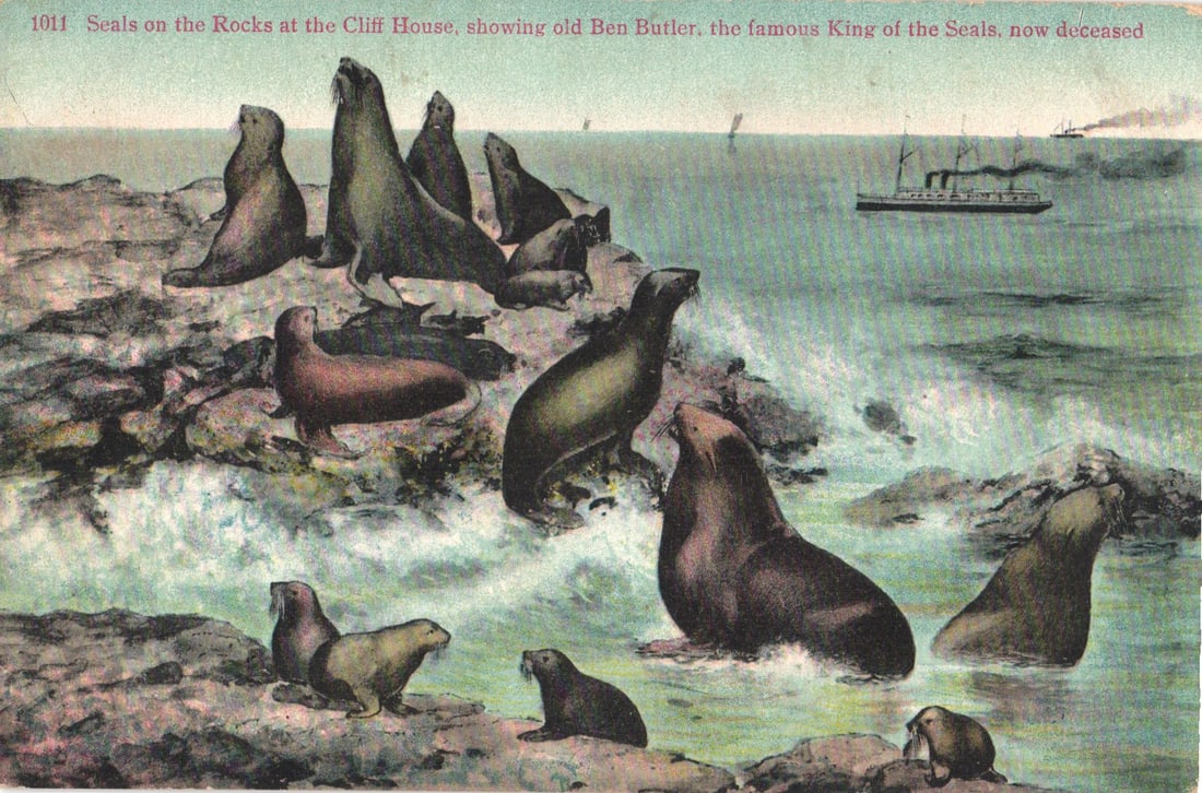 Postcard of Seals on Rocks at the Cliff House, San Francisco, California, with Ben Butler c.1910: You are bidding on an original postcard and not a reprint. Please view photos for further description and condition considerations. Please know the scans may be darker or lighter than the actual item'