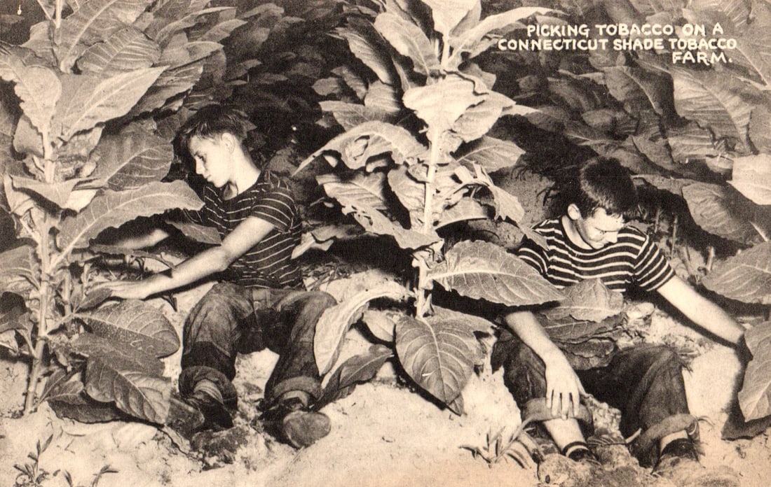 Collotype Co. postcard of two young boys picking tobacco on a Connecticut Shade Tobacco farm c.: Please view photos for further description and condition considerations. Please know the scans may be darker or lighter than the actual item's true appearance. ACME Auctions offers FREE DOMESTIC SHIPP