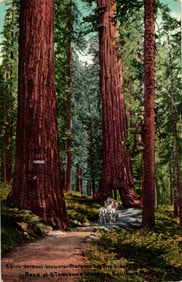 Postcard showing horse-drawn carriage by Vermont & Wawona Trees, Mariposa Big Tree Grove, California