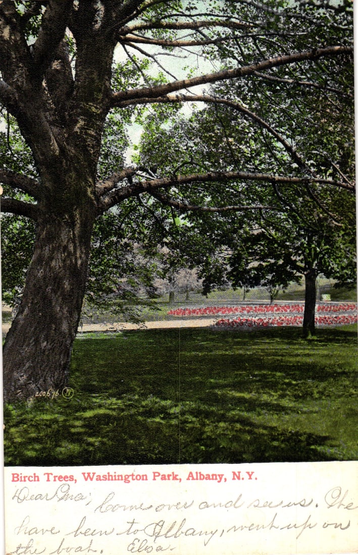 Postcard featuring large Birch Trees and a circular flower bed in Washington Park, Albany, New York.: Please view photos for further description and condition considerations. Please know the scans may be darker or lighter than the actual item's true appearance. ACME Auctions offers FREE DOMESTIC SHIPP