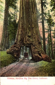 Postcard showing the Wawona Tunnel Tree in Mariposa Big Tree Grove, California with a carriage, 1907