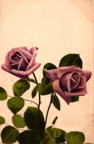Postcard showing two beautiful pink-mauve roses with green leaves, chromolithograph floral art, c.