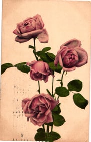 Postcard showing a lovely bouquet of pink roses, floral art study, Chromo Gravure, postmarked 1907