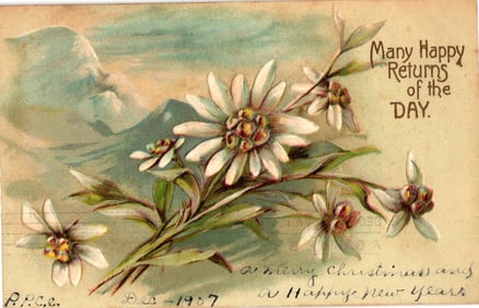 Embossed postcard c. 1907 from International Art Pub. Co. with Edelweiss & mountain view.