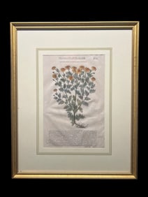 An original leaf from Mattioli’s Discorsi di Dioscoride 1568 Chamomile plate by Giorgio Liberale