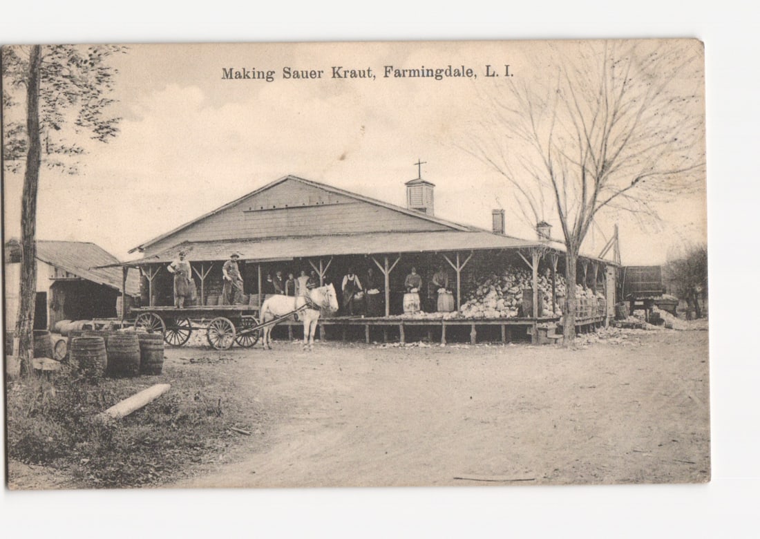 Making Sauer Kraut in Farmingdale, Long Island, New York, photographic postcard, 1910 (1 of 2)