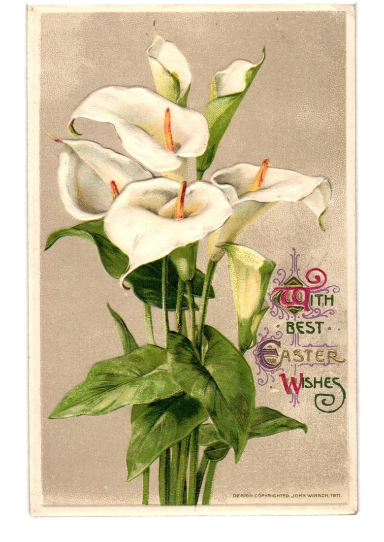 Early 20th Century Chromolithograph Calla Lilies Easter Wishes Floral postcard, 1911: A chromolithograph postcard features a vertical arrangement of white Calla Lilies. The bouquet is centrally composed against a light, neutral background. Several large white spathes with prominent ora