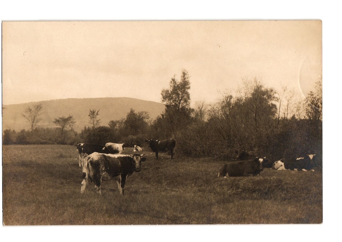 Sepia Real Photo postcard: Cows grazing in a pastoral field with trees and distant hills, 1914. (1 of 2)
