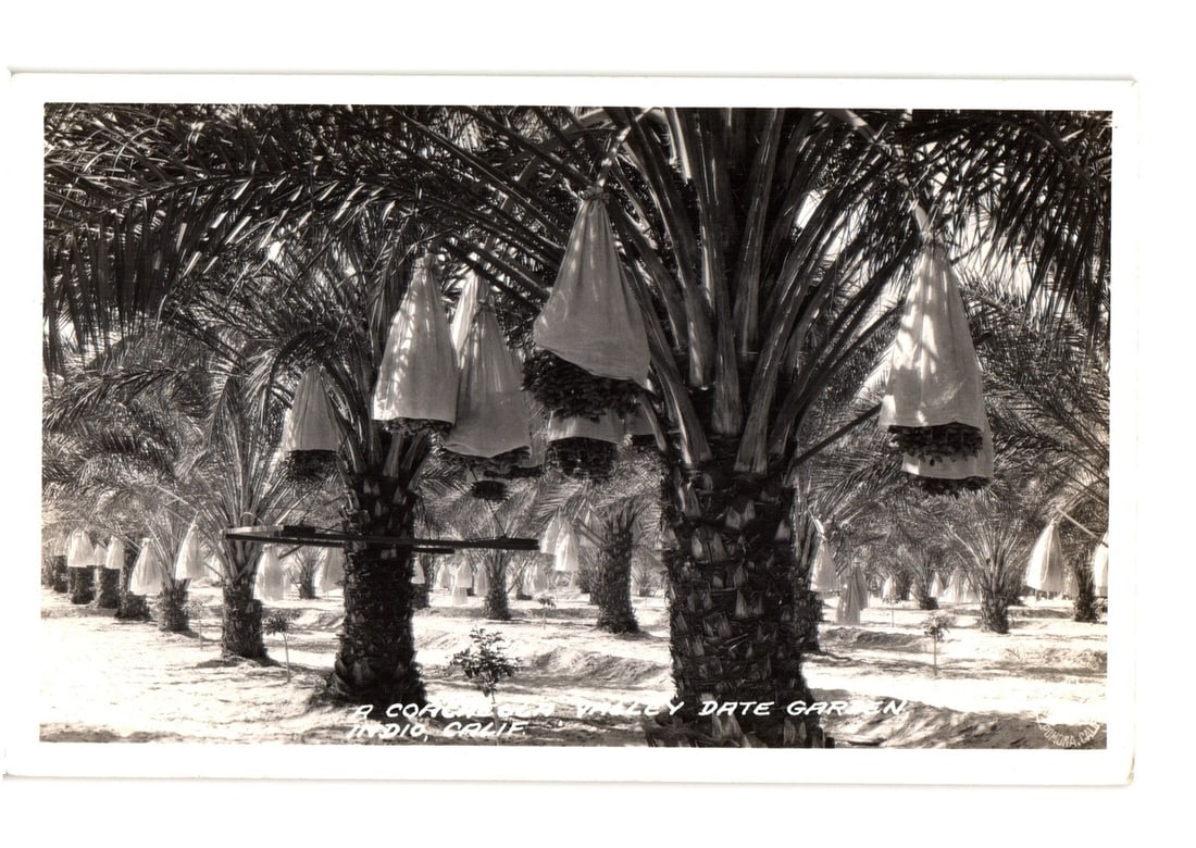 Vintage postcard: Coachella Valley Date Garden in Indio, Calif., with covered palm fruit.: A field of date palm trees, many bearing clusters of dates enclosed in protective light-colored bags. The trees are arranged in rows, extending into the background, with a sandy or dry earth ground vi