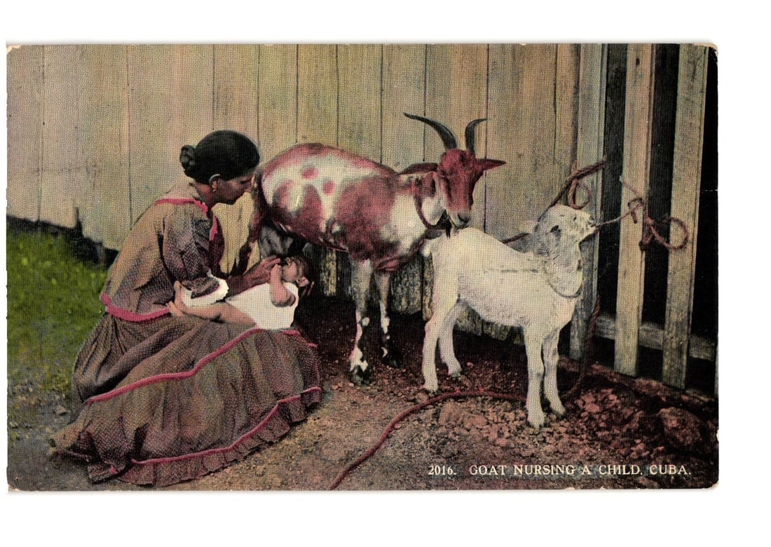 Cuban Daily Life postcard: Woman holds child near goat, titled 'Goat Nursing a Child, Cuba'.: A colorized photographic image, presented as a chromolithograph postcard, depicts a woman kneeling while holding a small child. The child is positioned beside a large, spotted goat, predominantly redd