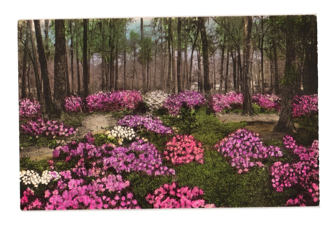 Wooded Azalea Garden, Summerville, S.C. Hand-Colored Landscape View Postcard (1 of 2)