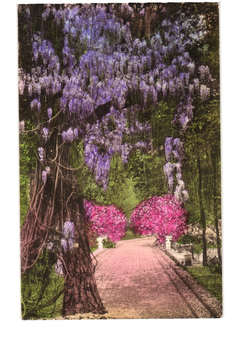 Hand-colored postcard: Wisteria in Bloom along garden path, Pine Forest Inn, Summerville, S.C. (1 of 2)