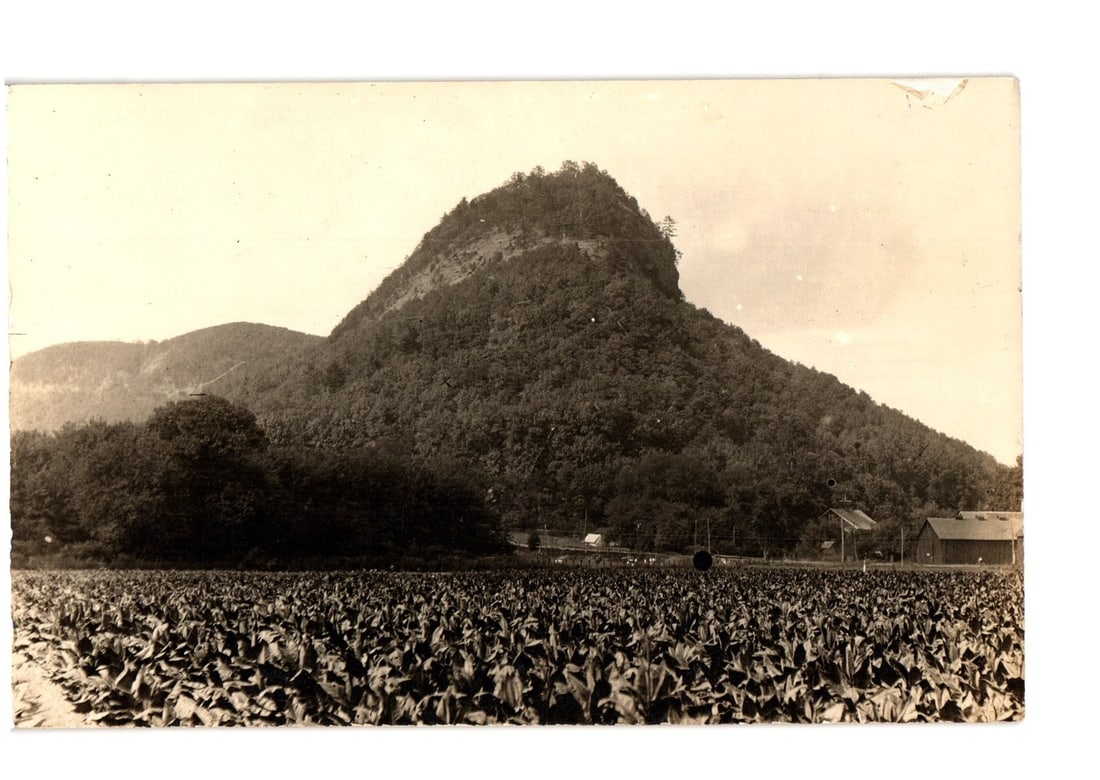 Early 20th Century Real Photo Postcard of a Verdant Mountain, Extensive Crop Field, and Rural: A verdant, tree-covered mountain dominates the upper and central portions of the photographic image, tapering to a peak against a light sky. The foreground features an expansive field of leafy green c