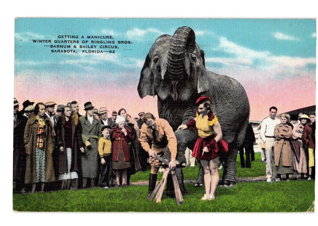 Ringling Bros. Barnum & Bailey Circus Elephant Manicure, Sarasota, Florida Postcard, 1930s: A large elephant with a raised trunk stands prominently, with a woman in a red skirt and yellow top beside it. In the foreground, a man kneels, attending to the elephant's foot while holding bundles o